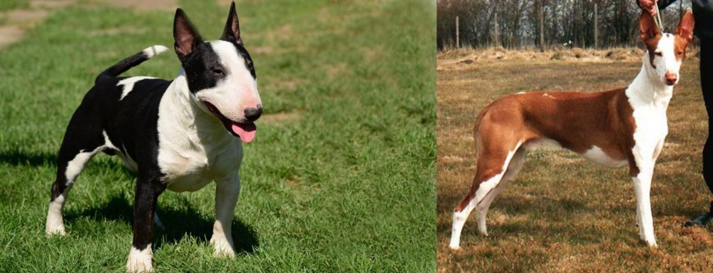 Podenco Canario vs Bull Terrier Miniature - Breed Comparison