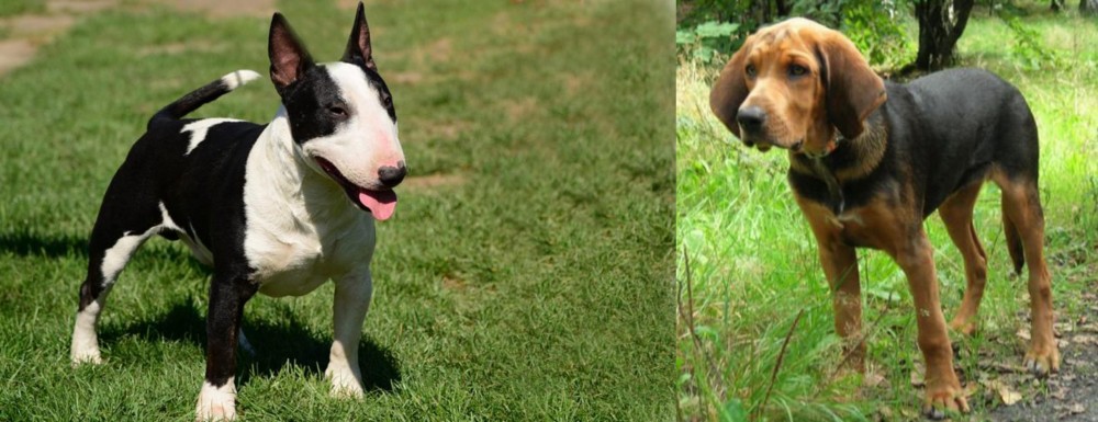 Polish Hound vs Bull Terrier Miniature - Breed Comparison
