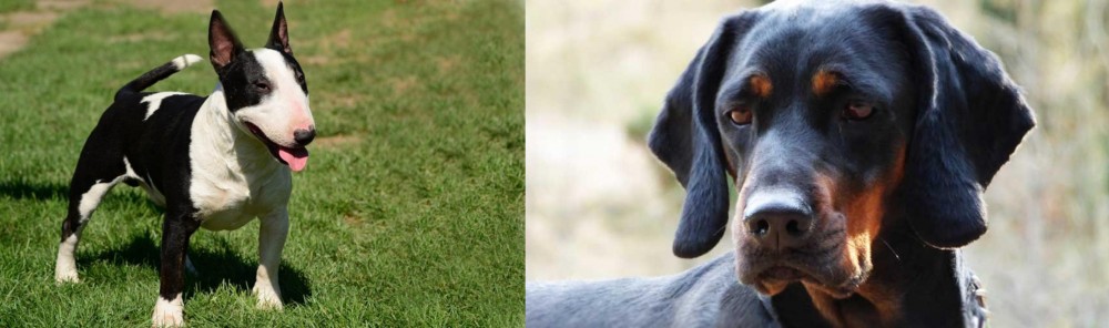 Polish Hunting Dog vs Bull Terrier Miniature - Breed Comparison