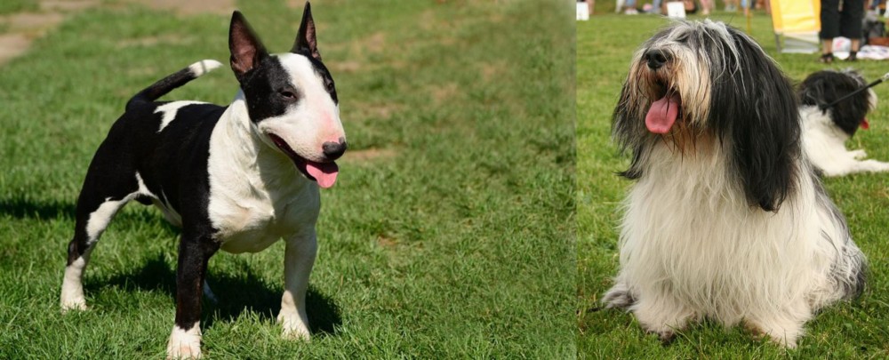 Polish Lowland Sheepdog vs Bull Terrier Miniature - Breed Comparison