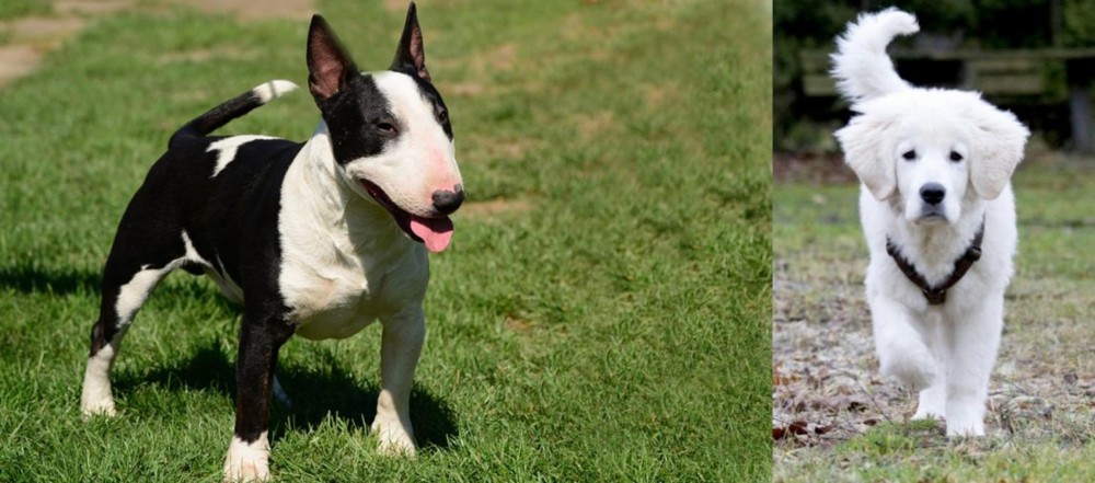 Polish Tatra Sheepdog vs Bull Terrier Miniature - Breed Comparison
