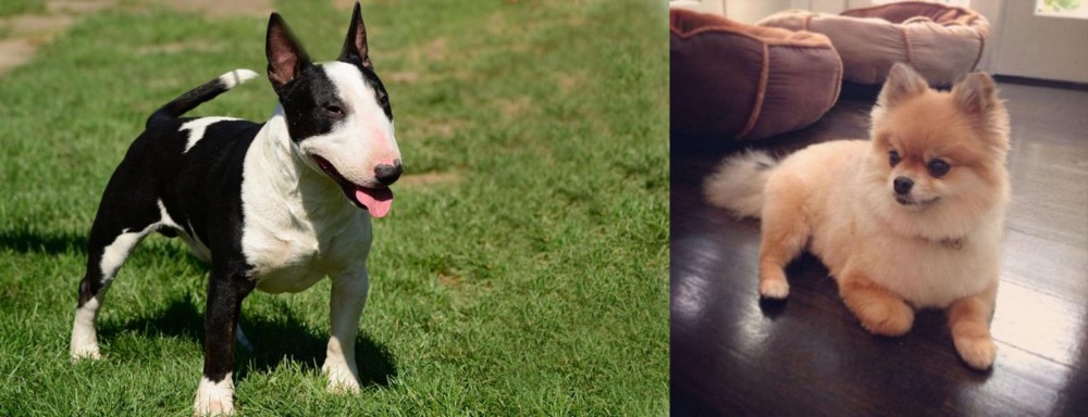 Pomeranian vs Bull Terrier Miniature - Breed Comparison