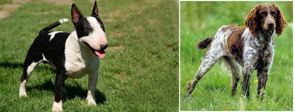 Pont-Audemer Spaniel vs Bull Terrier Miniature - Breed Comparison