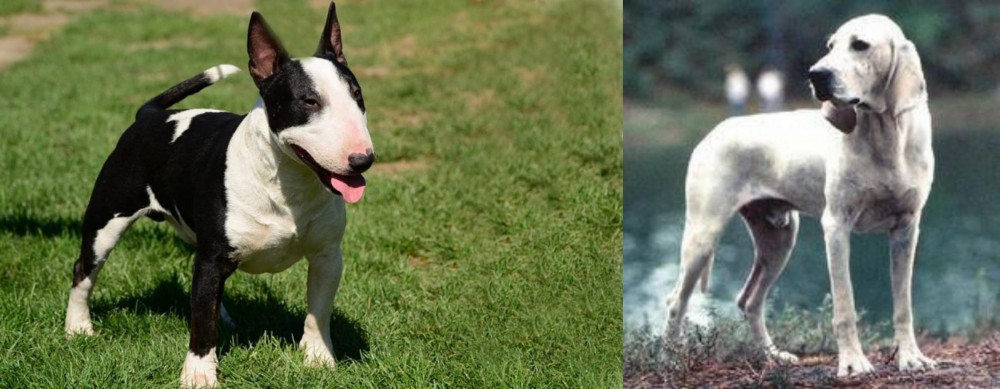 Porcelaine vs Bull Terrier Miniature - Breed Comparison
