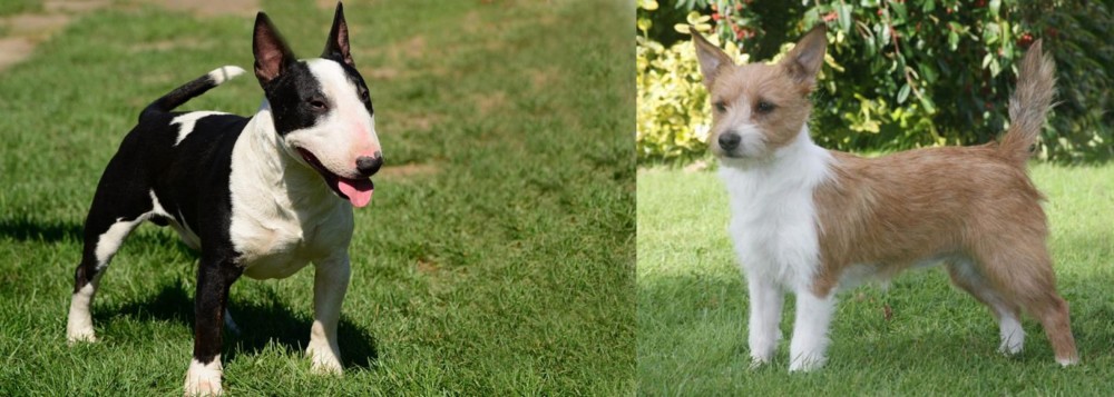 Portuguese Podengo vs Bull Terrier Miniature - Breed Comparison