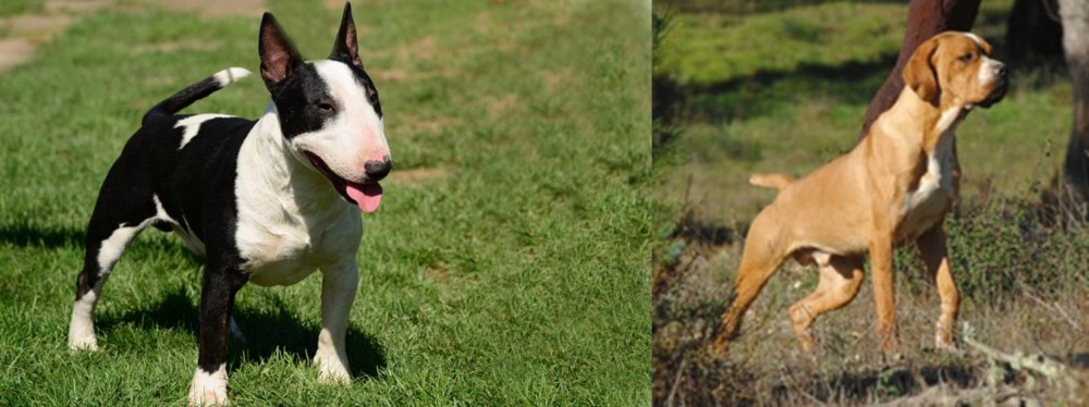 Portuguese Pointer vs Bull Terrier Miniature - Breed Comparison