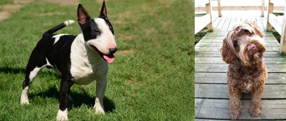 Portuguese Water Dog vs Bull Terrier Miniature - Breed Comparison