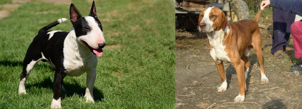 Posavac Hound vs Bull Terrier Miniature - Breed Comparison