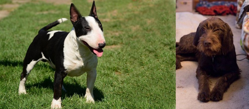 Pudelpointer vs Bull Terrier Miniature - Breed Comparison