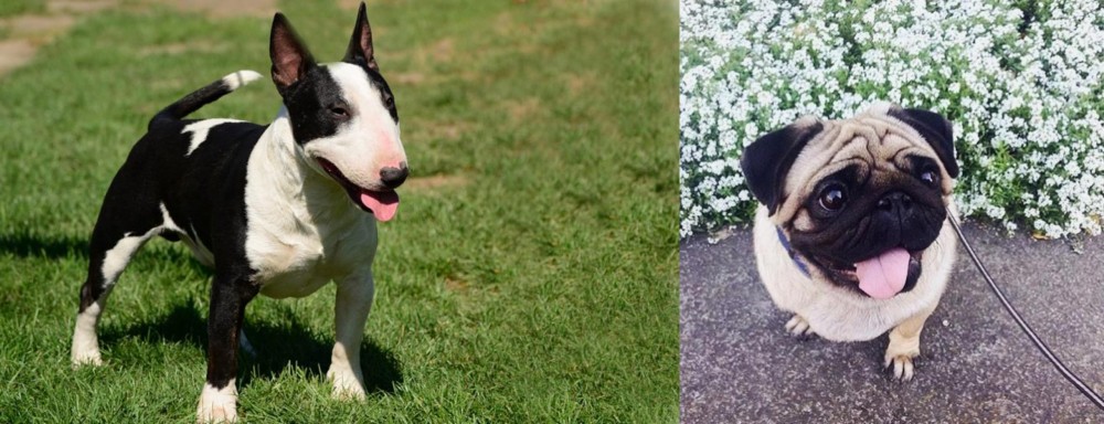 Pug vs Bull Terrier Miniature - Breed Comparison
