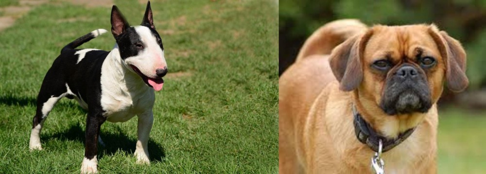 Pugalier vs Bull Terrier Miniature - Breed Comparison