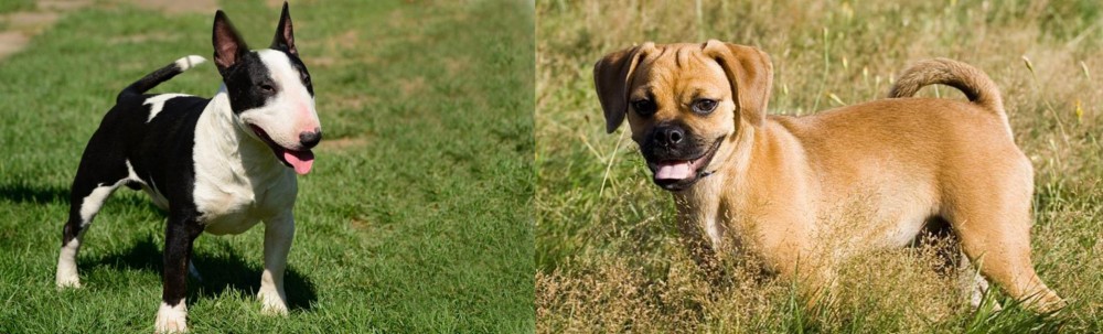 Puggle vs Bull Terrier Miniature - Breed Comparison