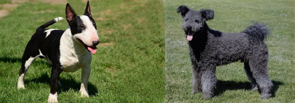 Pumi vs Bull Terrier Miniature - Breed Comparison