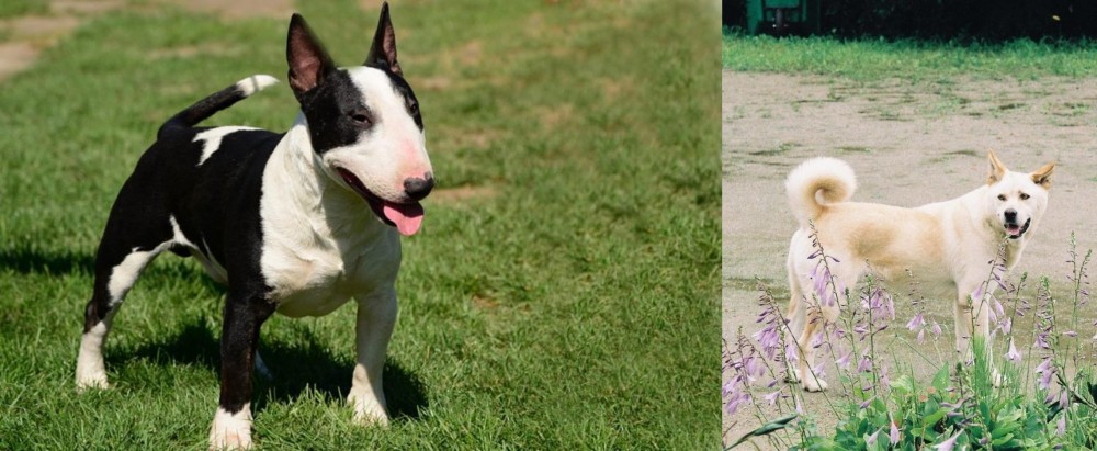 Pungsan Dog vs Bull Terrier Miniature - Breed Comparison