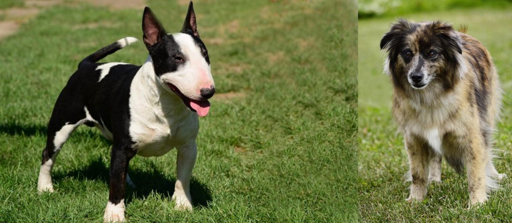 Pyrenean Shepherd vs Bull Terrier Miniature - Breed Comparison