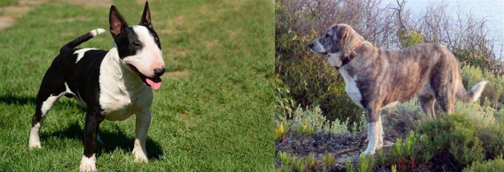 Rafeiro do Alentejo vs Bull Terrier Miniature - Breed Comparison