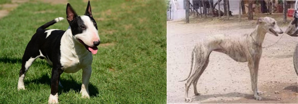 Rampur Greyhound vs Bull Terrier Miniature - Breed Comparison