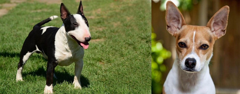Rat Terrier vs Bull Terrier Miniature - Breed Comparison