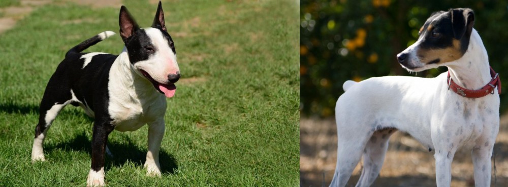 Ratonero Bodeguero Andaluz vs Bull Terrier Miniature - Breed Comparison