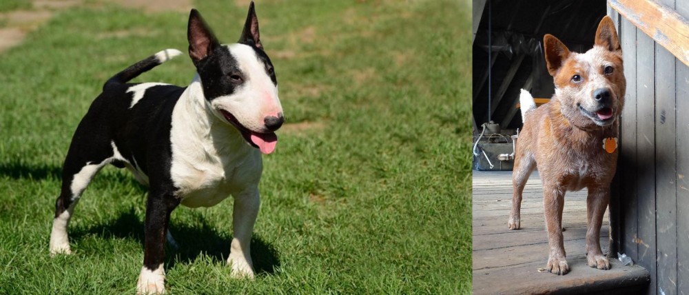 Red Heeler vs Bull Terrier Miniature - Breed Comparison