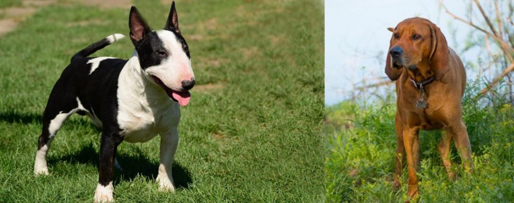 Redbone Coonhound vs Bull Terrier Miniature - Breed Comparison