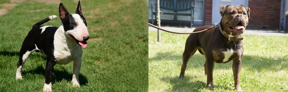Renascence Bulldogge vs Bull Terrier Miniature - Breed Comparison