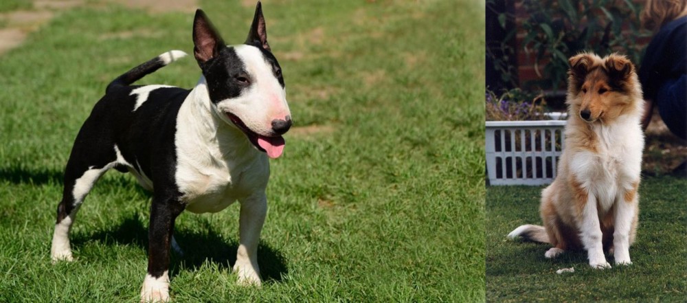 Rough Collie vs Bull Terrier Miniature - Breed Comparison
