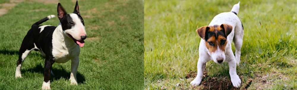 Russell Terrier vs Bull Terrier Miniature - Breed Comparison