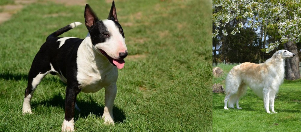 Russian Hound vs Bull Terrier Miniature - Breed Comparison