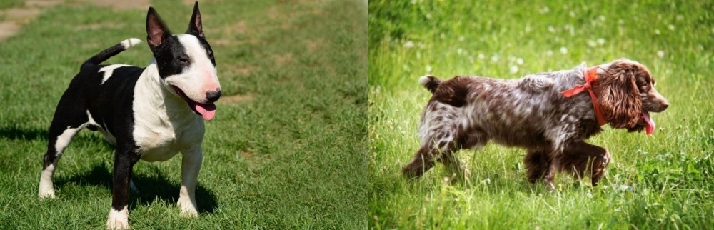 Russian Spaniel vs Bull Terrier Miniature - Breed Comparison