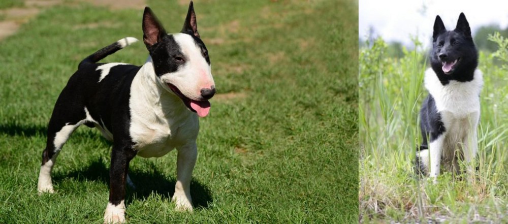 Russo-European Laika vs Bull Terrier Miniature - Breed Comparison