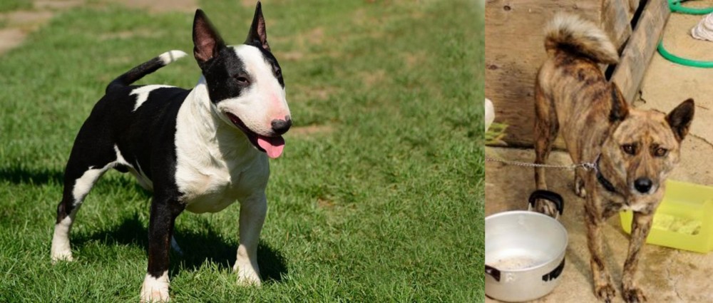 Ryukyu Inu vs Bull Terrier Miniature - Breed Comparison