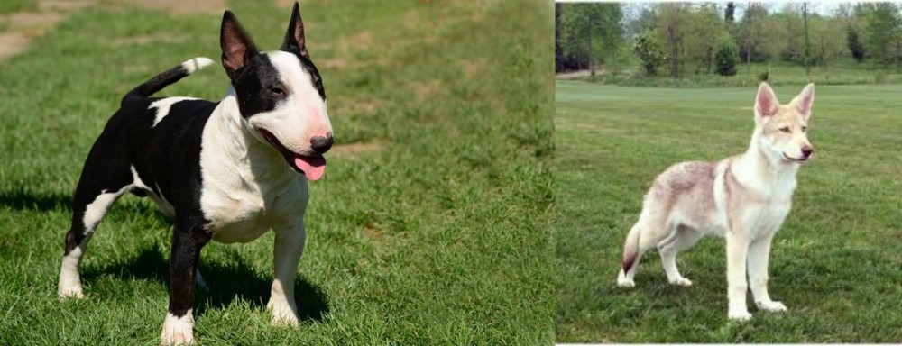 Saarlooswolfhond vs Bull Terrier Miniature - Breed Comparison