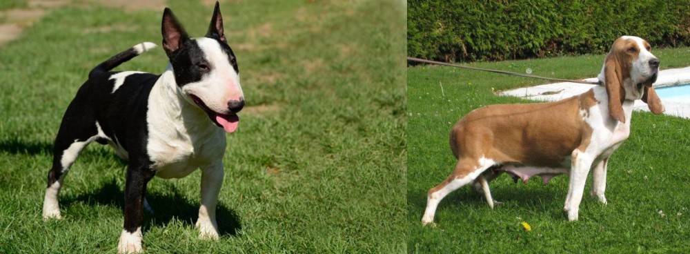 Sabueso Espanol vs Bull Terrier Miniature - Breed Comparison