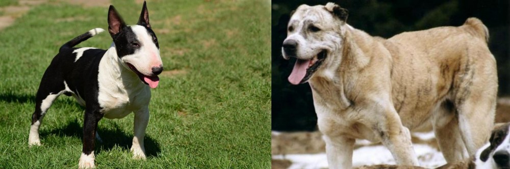 Sage Koochee vs Bull Terrier Miniature - Breed Comparison