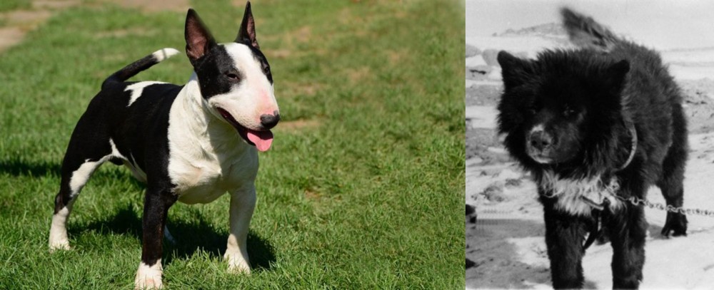 Sakhalin Husky vs Bull Terrier Miniature - Breed Comparison