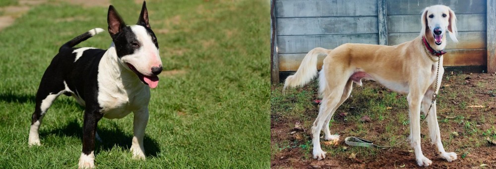 Saluki vs Bull Terrier Miniature - Breed Comparison