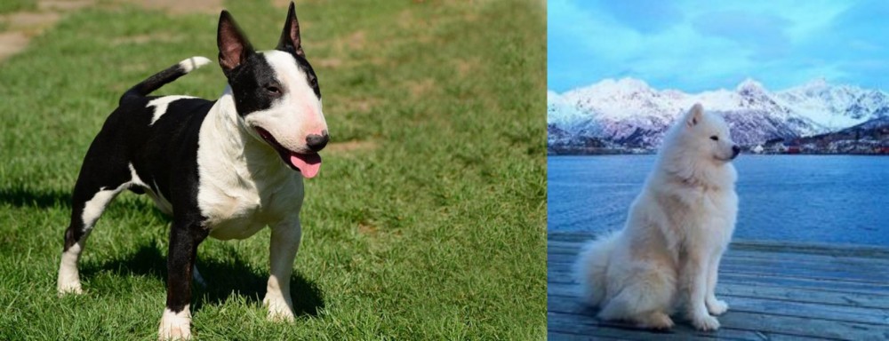 Samoyed vs Bull Terrier Miniature - Breed Comparison