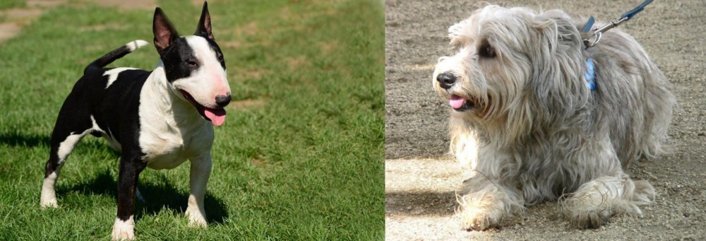 Sapsali vs Bull Terrier Miniature - Breed Comparison