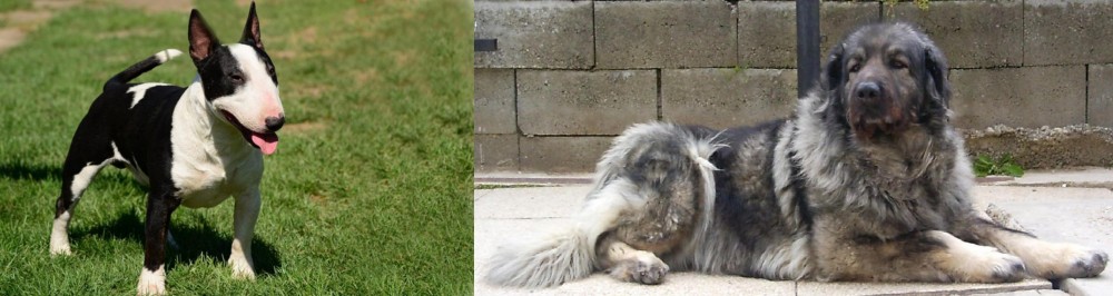 Sarplaninac vs Bull Terrier Miniature - Breed Comparison