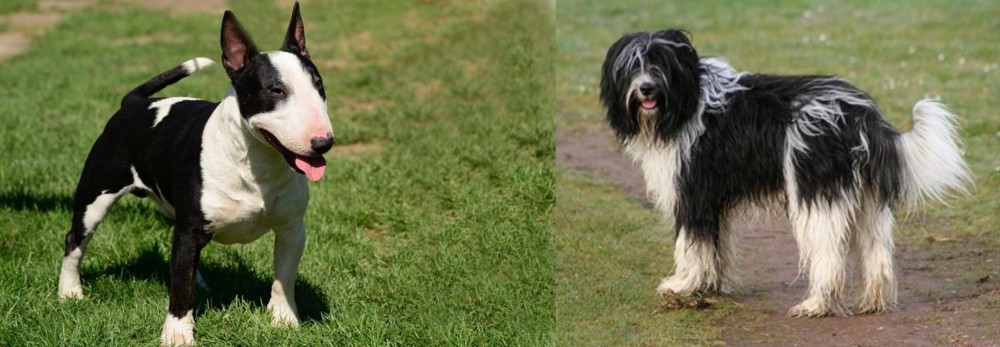 Schapendoes vs Bull Terrier Miniature - Breed Comparison