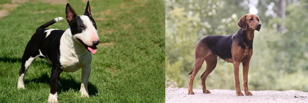 Schillerstovare vs Bull Terrier Miniature - Breed Comparison