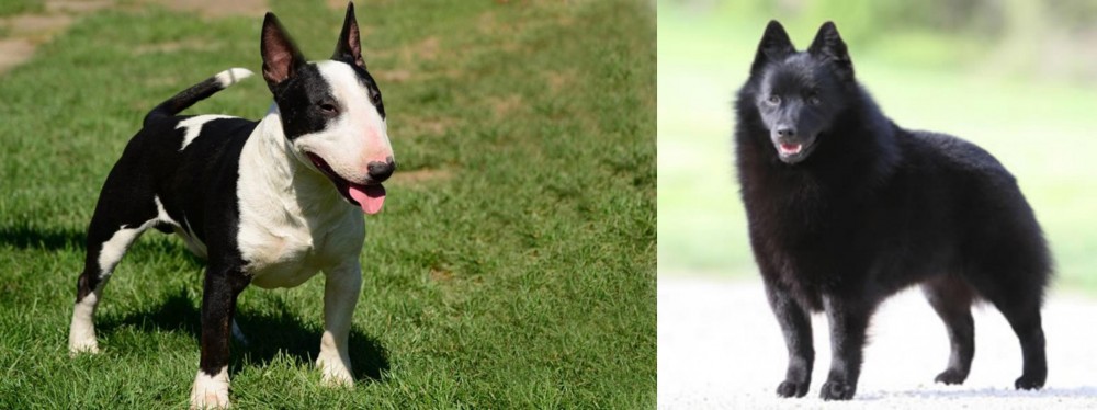 Schipperke vs Bull Terrier Miniature - Breed Comparison