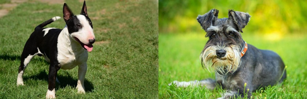 Schnauzer vs Bull Terrier Miniature - Breed Comparison