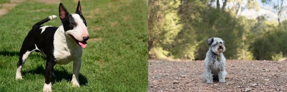 Schnoodle vs Bull Terrier Miniature - Breed Comparison