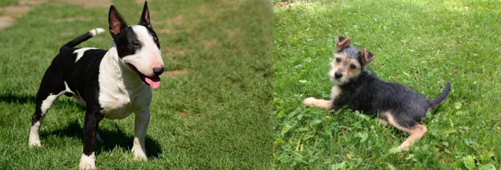 Schnorkie vs Bull Terrier Miniature - Breed Comparison
