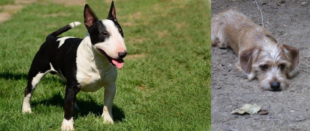 Schweenie vs Bull Terrier Miniature - Breed Comparison