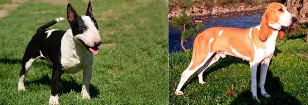 Schweizer Laufhund vs Bull Terrier Miniature - Breed Comparison