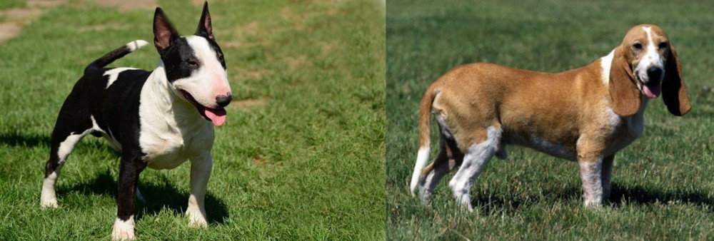 Schweizer Niederlaufhund vs Bull Terrier Miniature - Breed Comparison