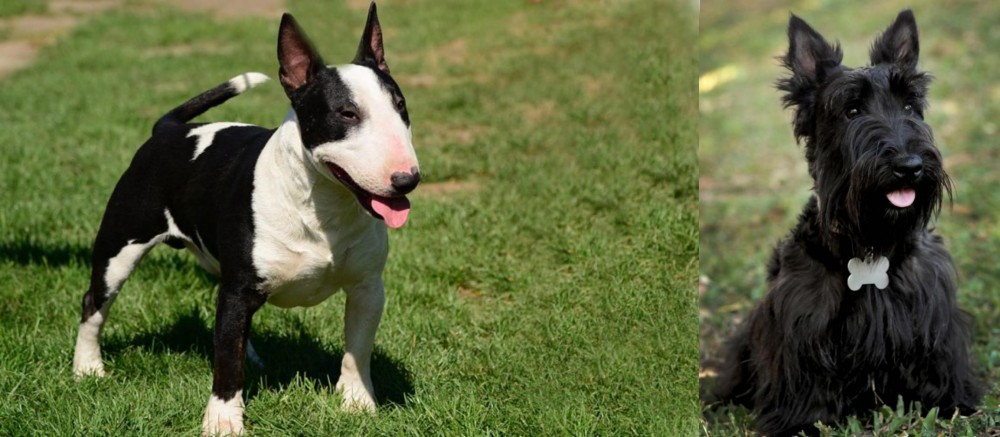 Scoland Terrier vs Bull Terrier Miniature - Breed Comparison